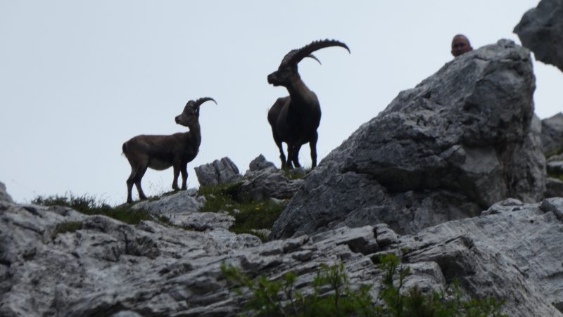 Friulaner Dolomiten