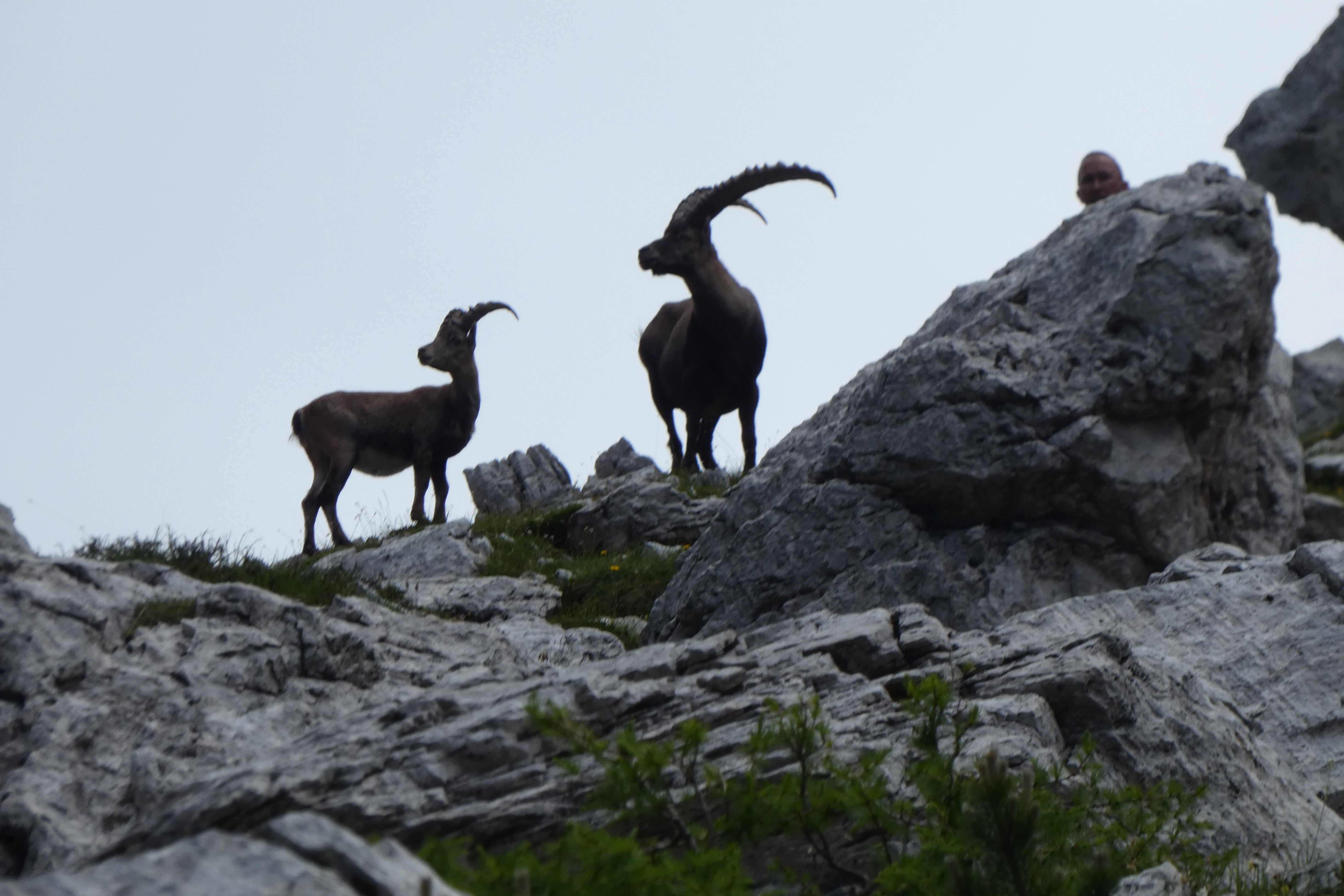 Friulaner Dolomiten